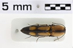 Foto (Dorsalansicht) von Neofleutiauxia hamanni (Platia, 2008)